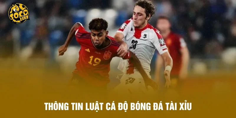 Thông tin luật cá độ bóng đá tài xỉu